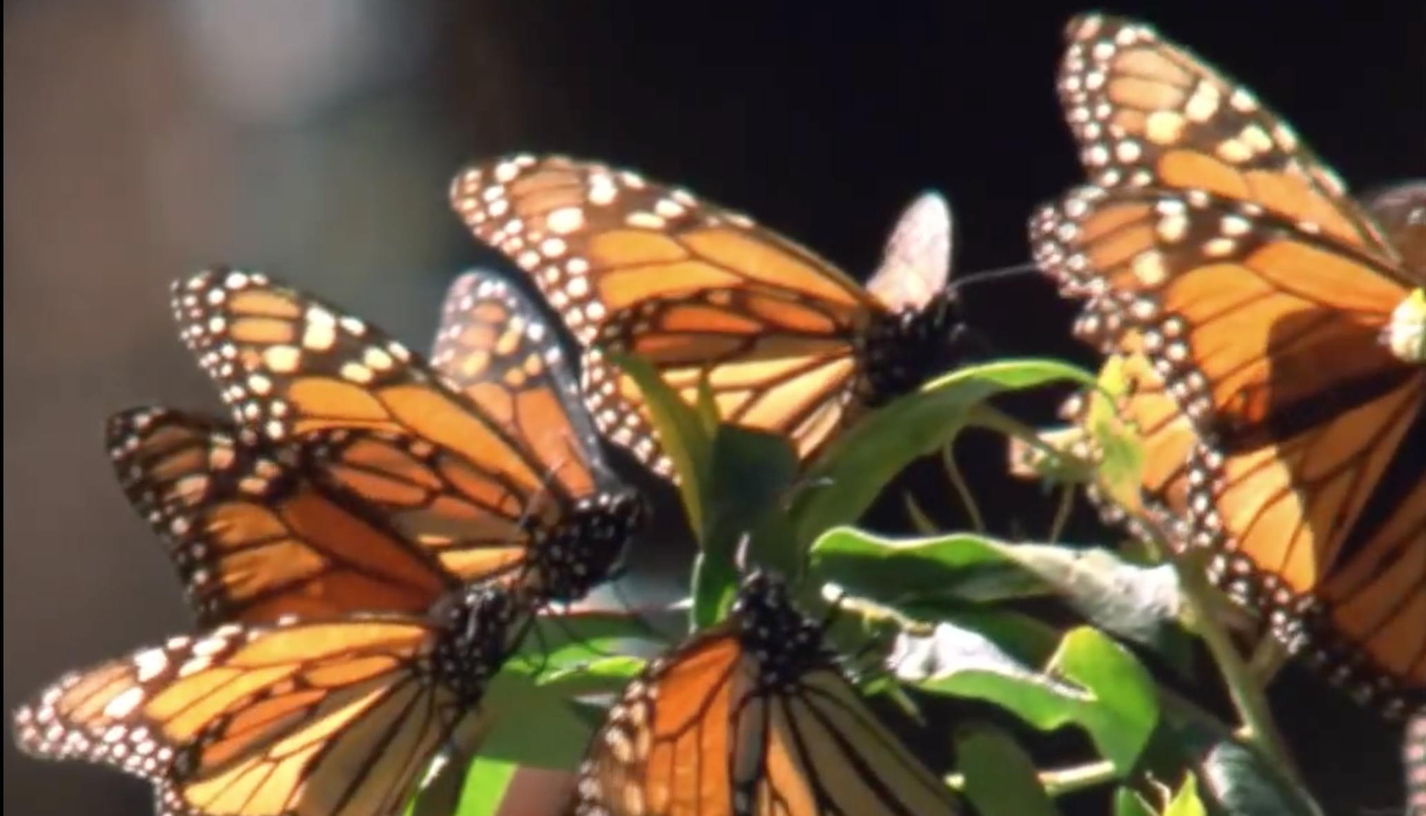 Hourglass of the Mind