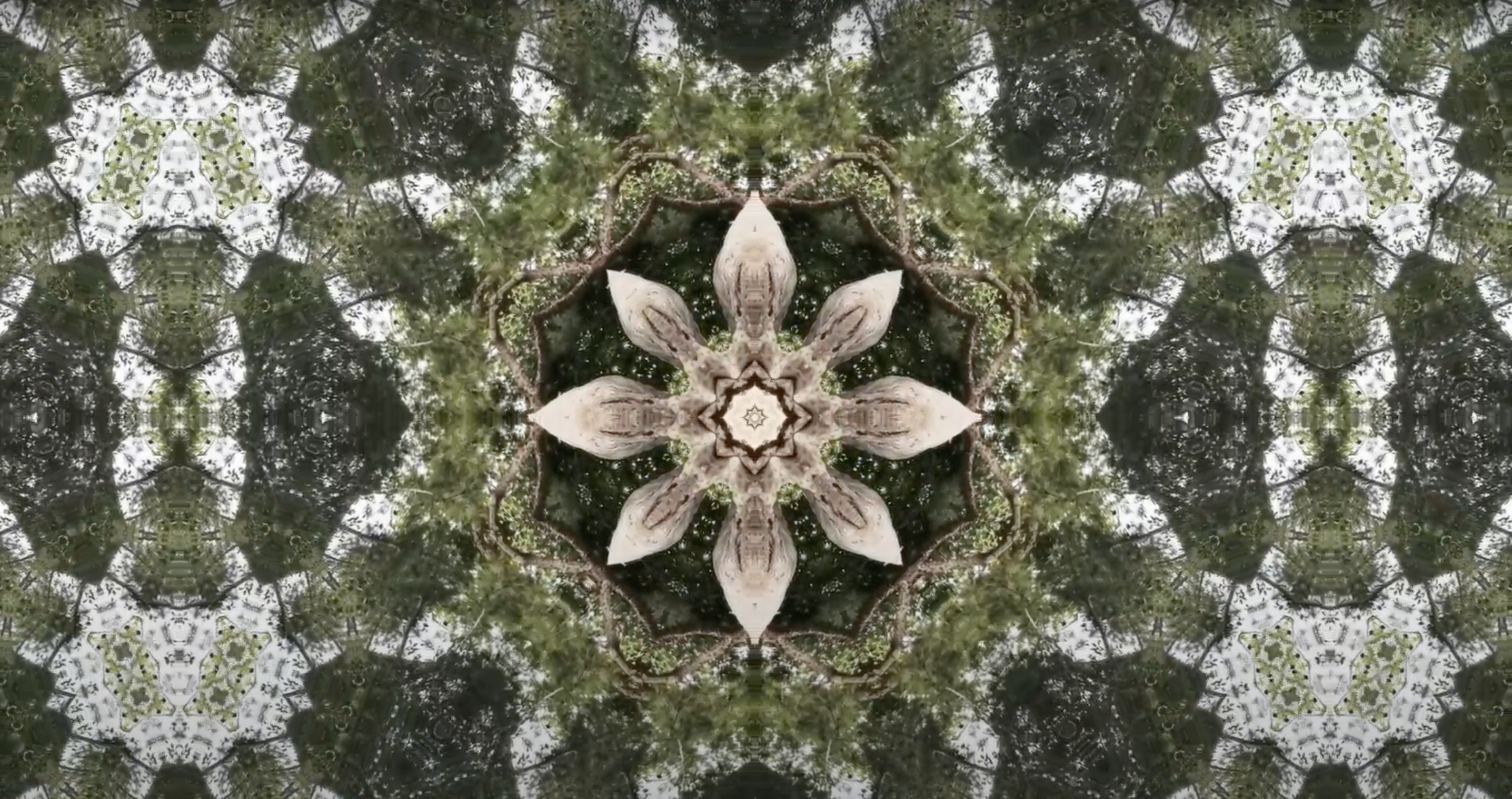 Screen Shot 2022-08-19 at 11.42.30 AM